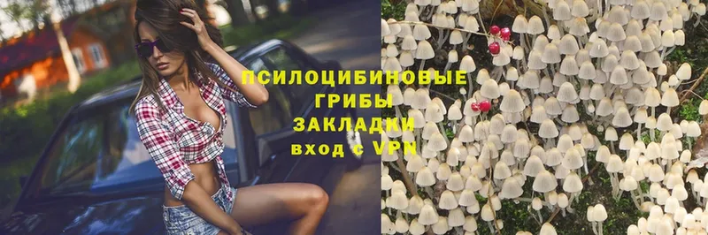 Псилоцибиновые грибы Psilocybe  цены   МЕГА сайт  Катав-Ивановск 